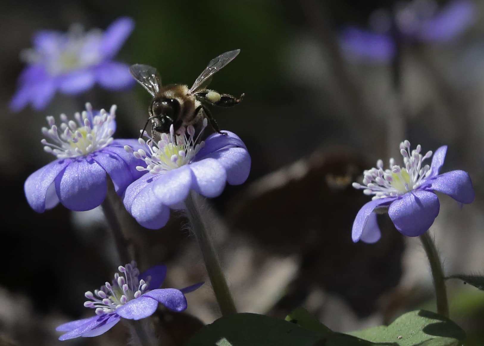 Biologisk mångfald i fritt fall – Socialdemokraterna måste agera