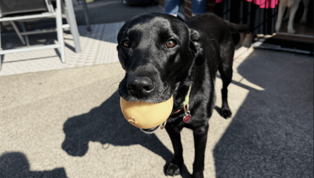 En hund med boll i munnen