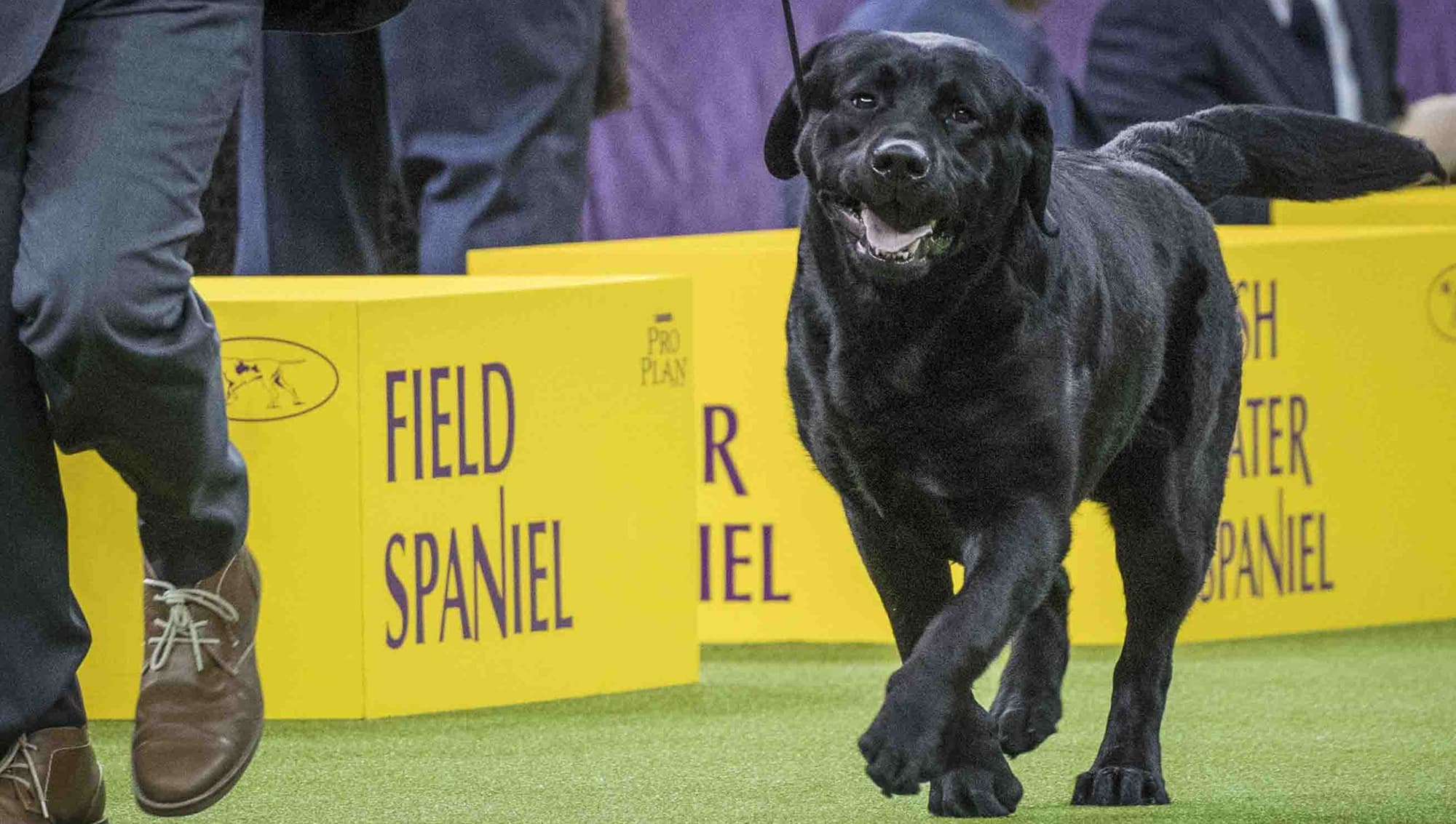 Labrador Retriever. Foto: TT
