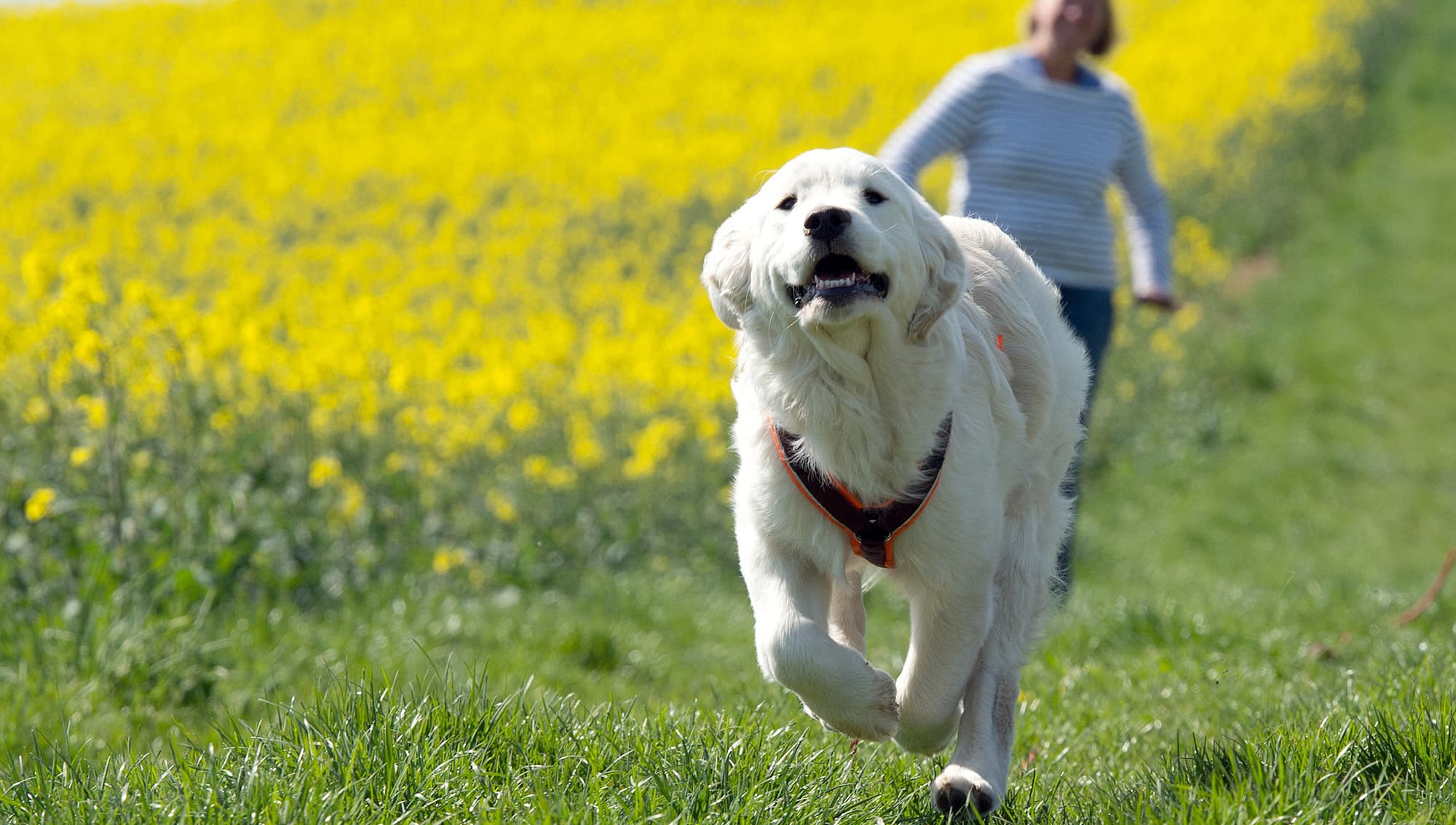 Golden retriever. Foto: TT