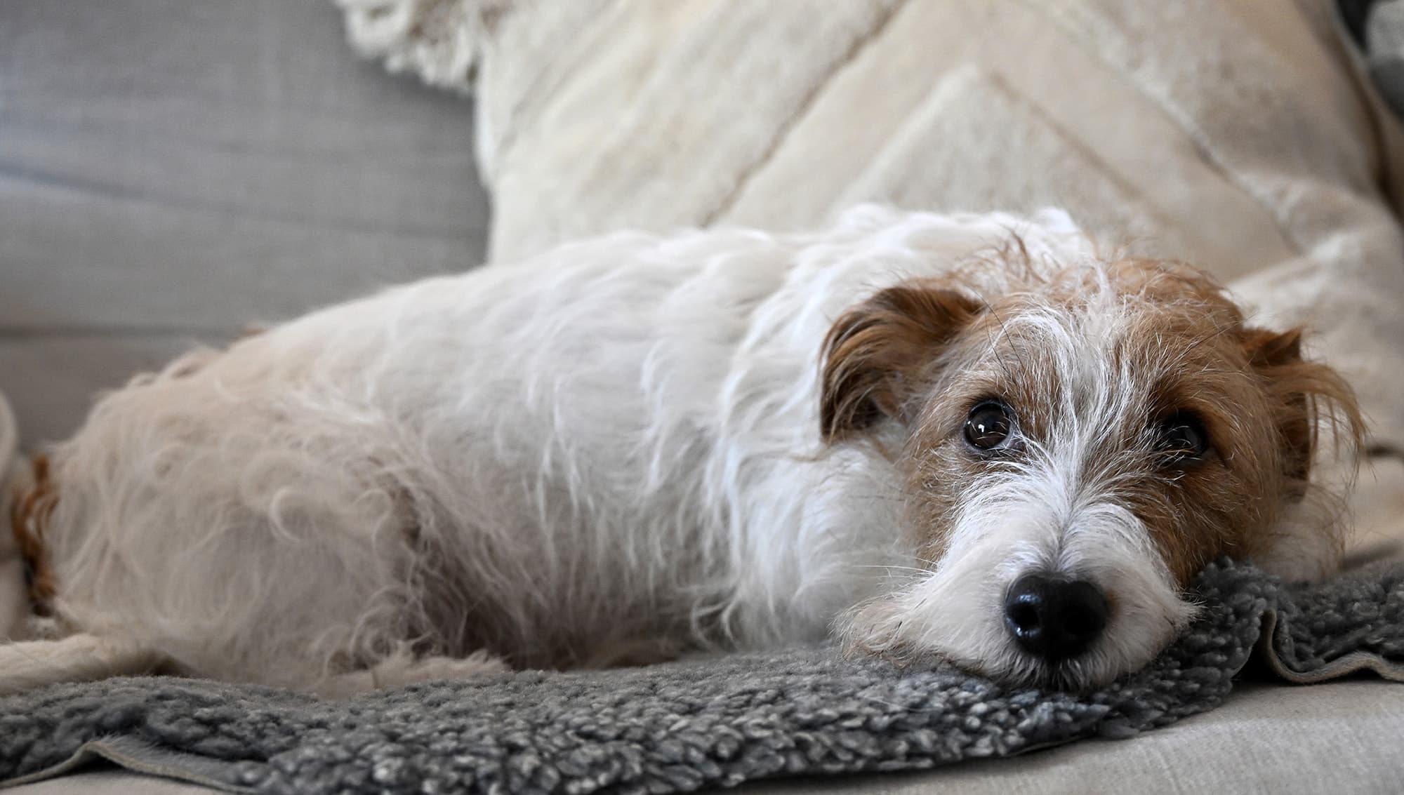 Jack russell terrier. Foto: TT