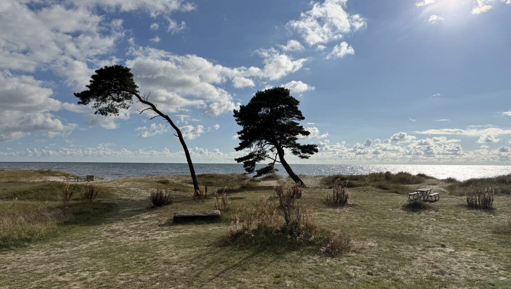 strand och träd