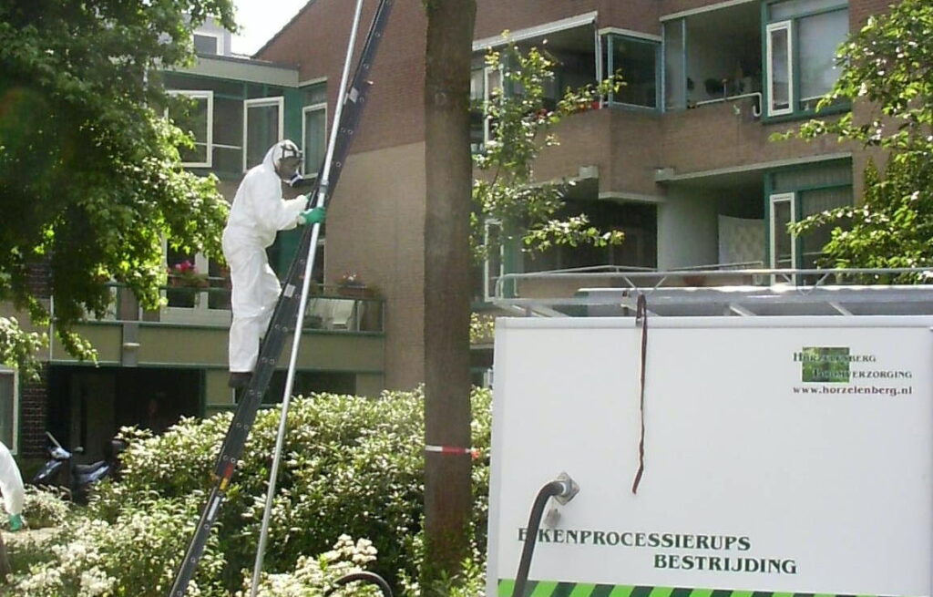 Ekprocessionspinnare
