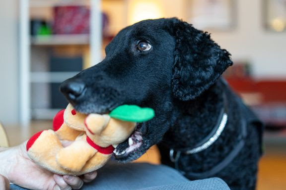 Malmöhunden Stina utses till Årets tjänstehund 2025