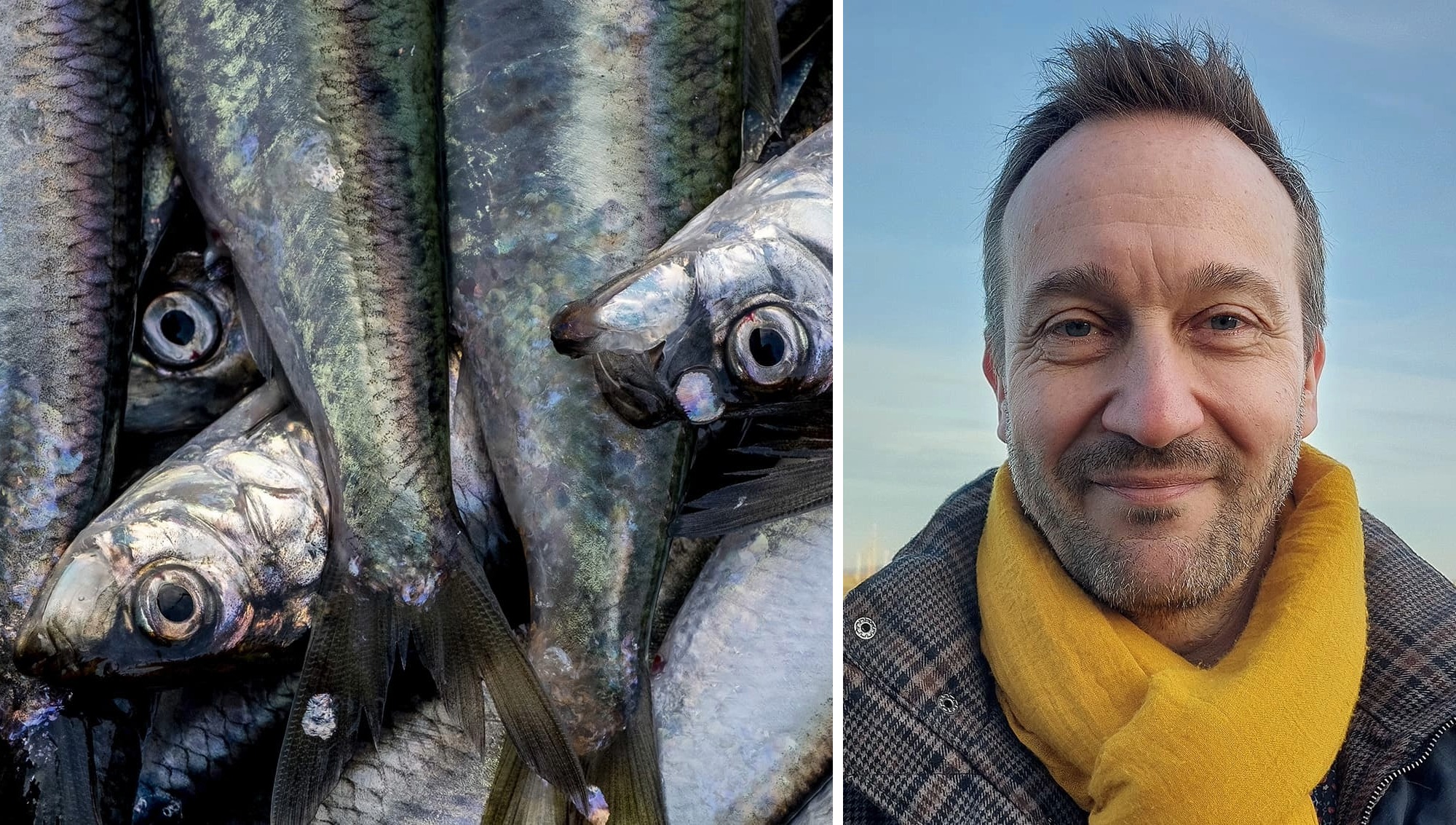 Julens viktigaste fisk i pressat läge: “Risken för kollaps återstår”