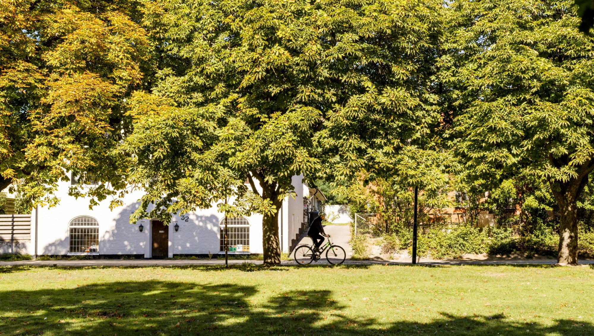 Tusentals nyplanterade träd – ett kan kosta över 100 000