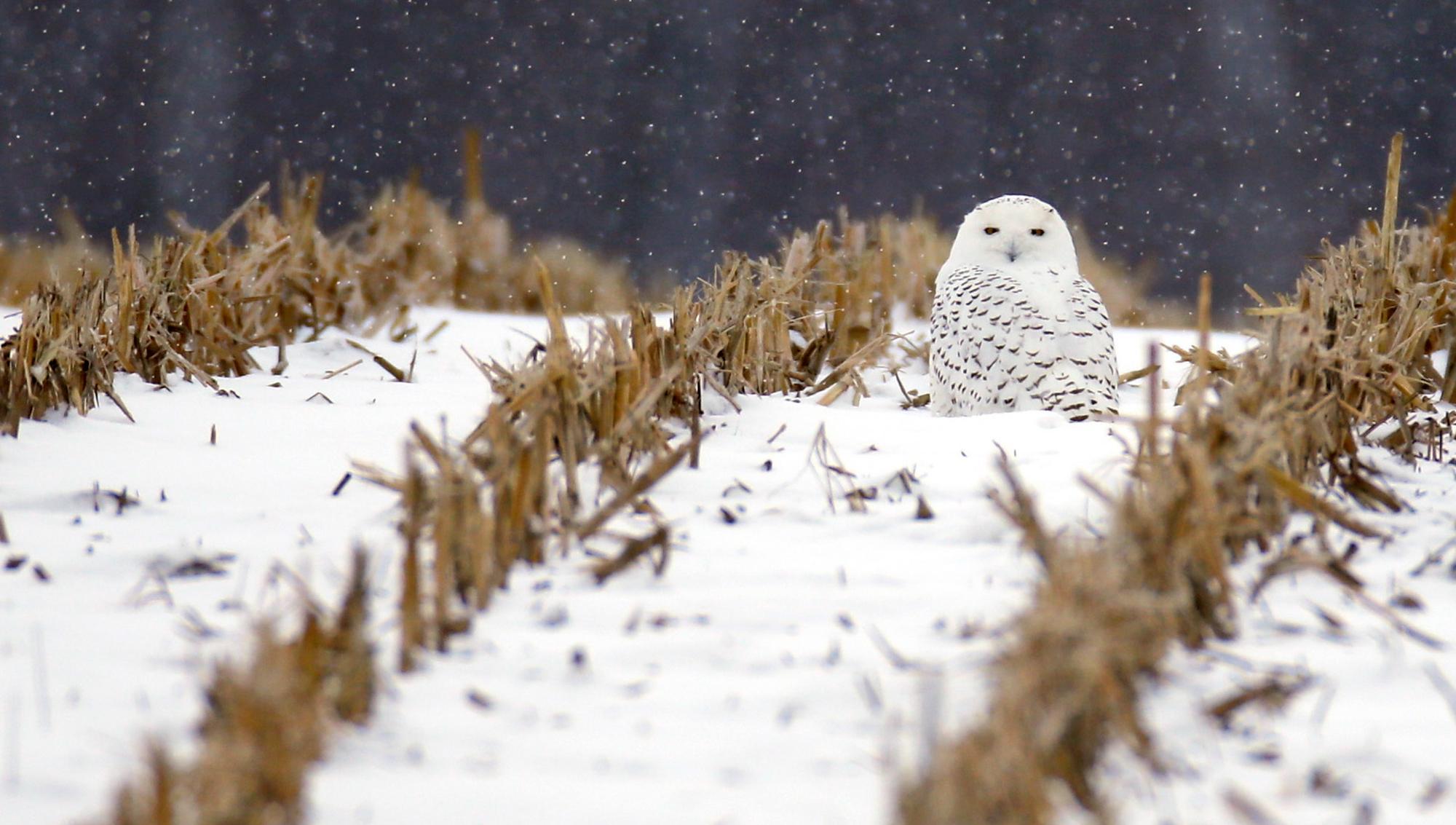 Allvarligt läge för svenska arter enligt nya rödlistan