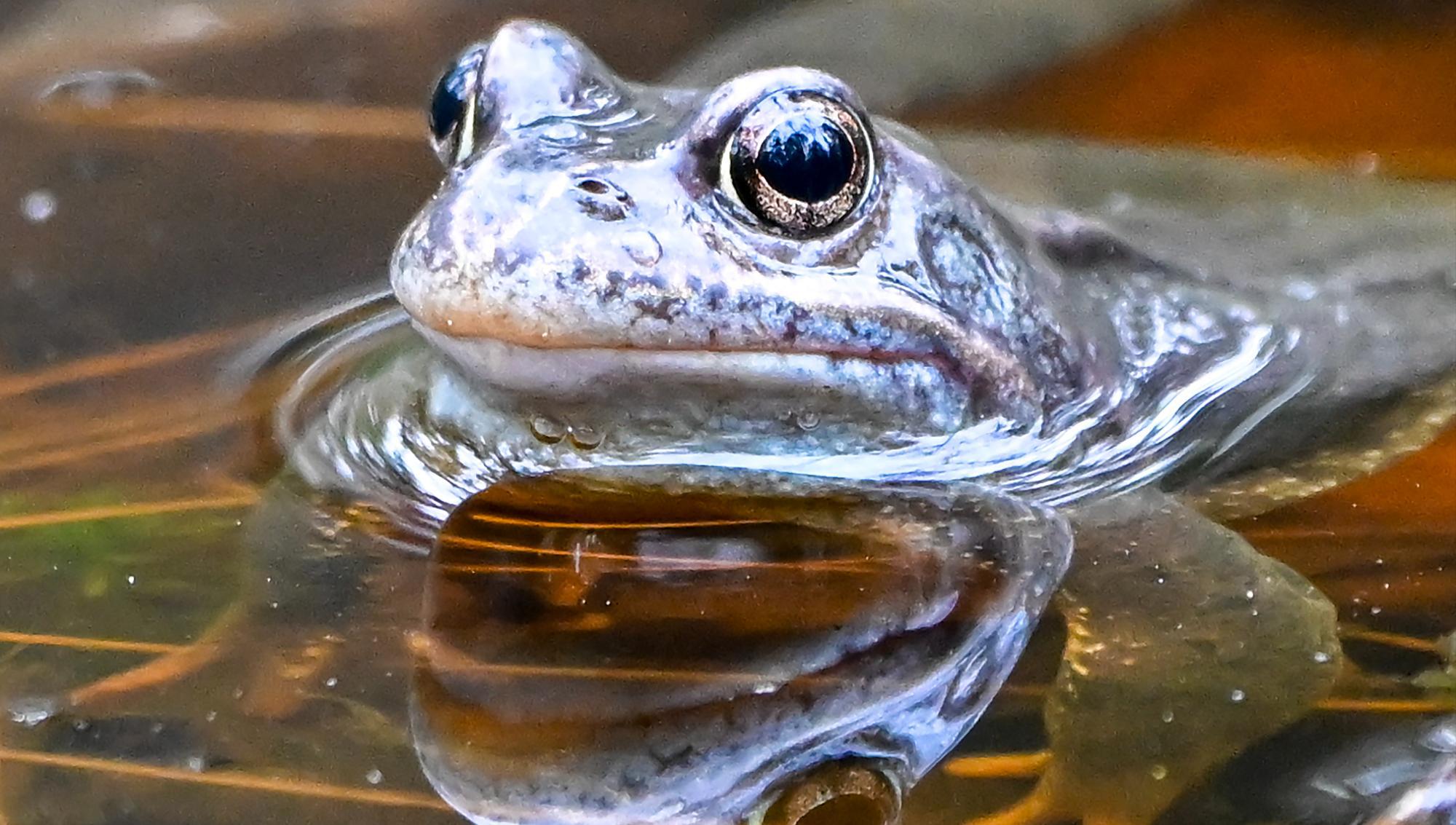Militärvägen i Ystad stängs för att skydda vandrande grodor