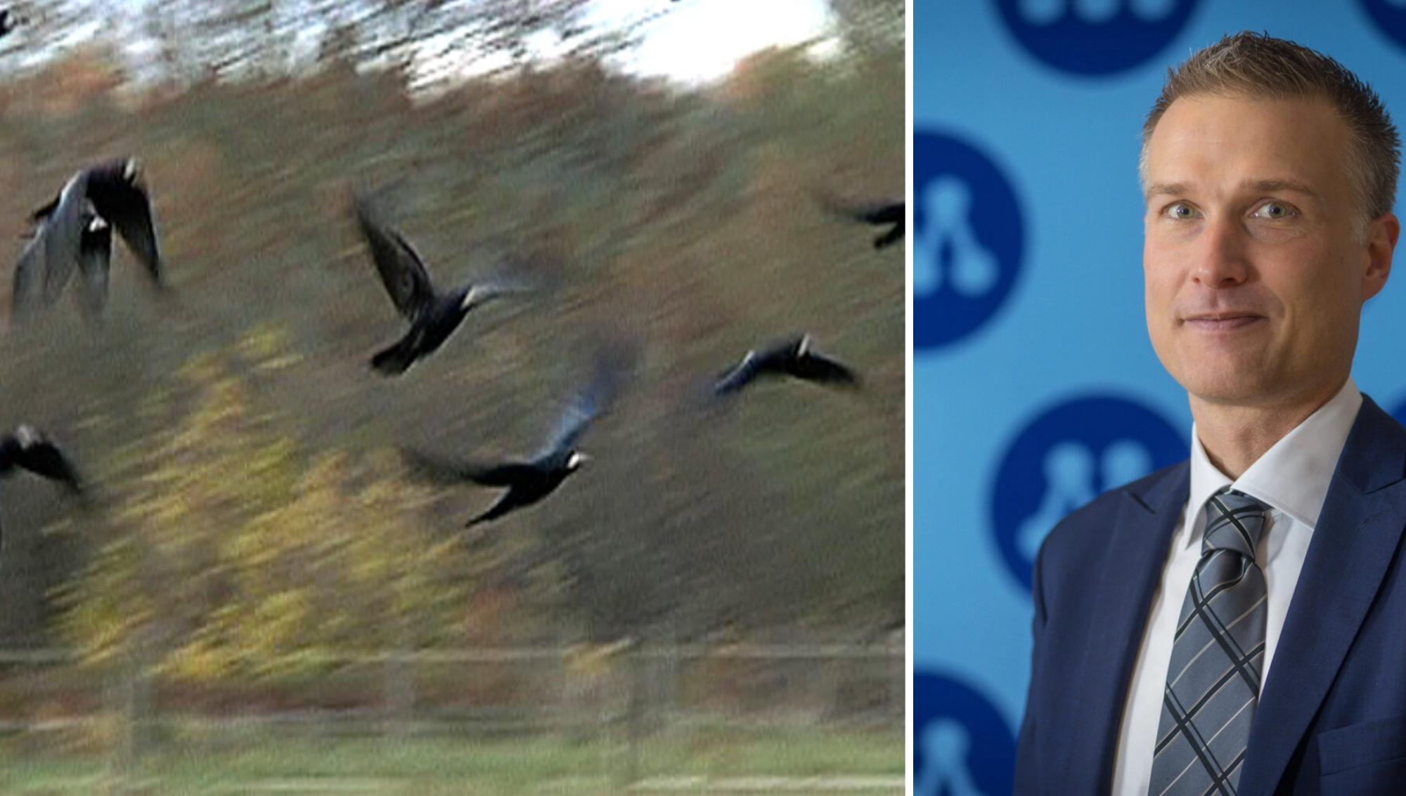 Skurup tar upp kampen mot råkorna – ny jaktplan klubbad