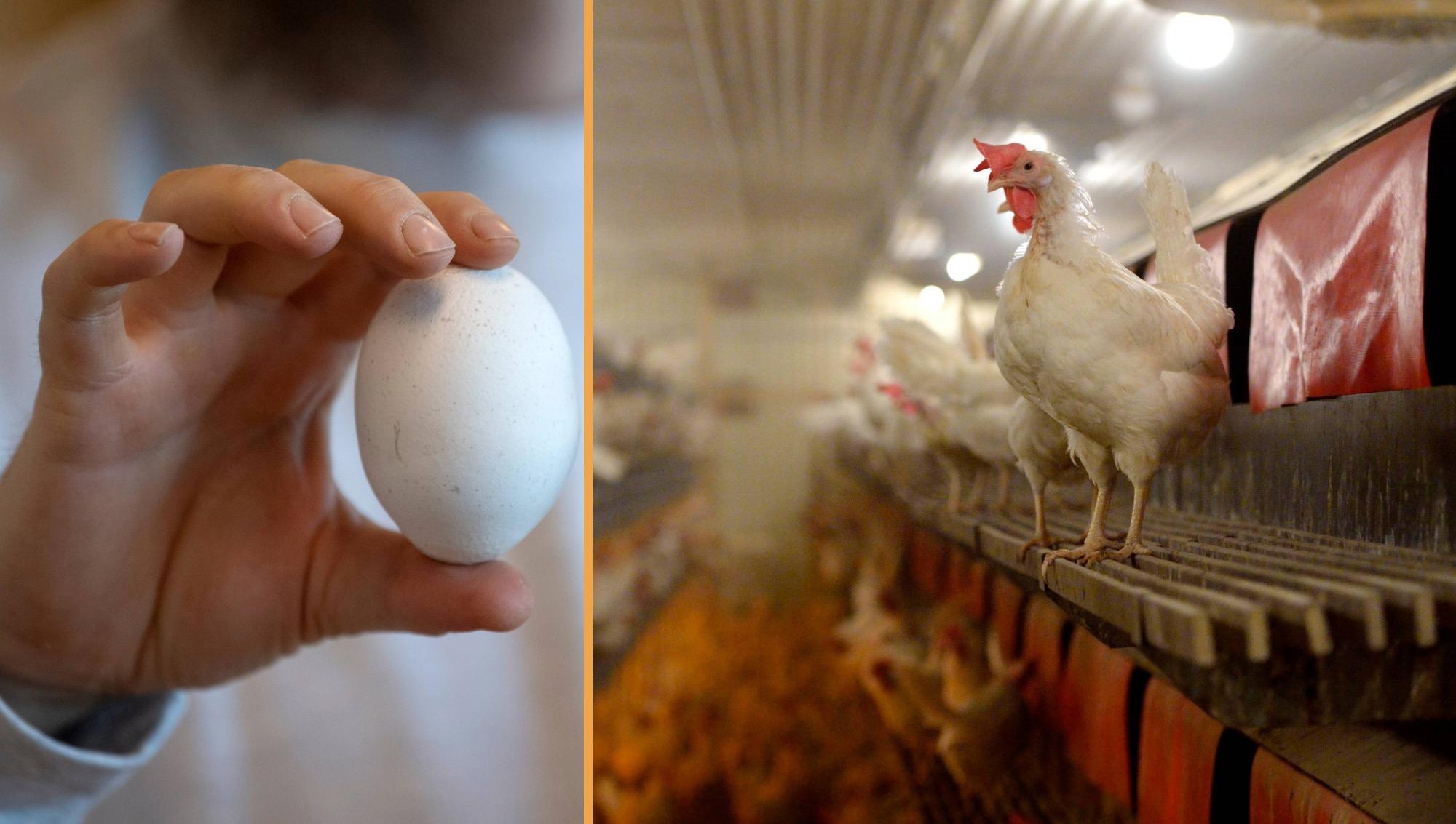 Det här visste du inte om äggen och hönorna