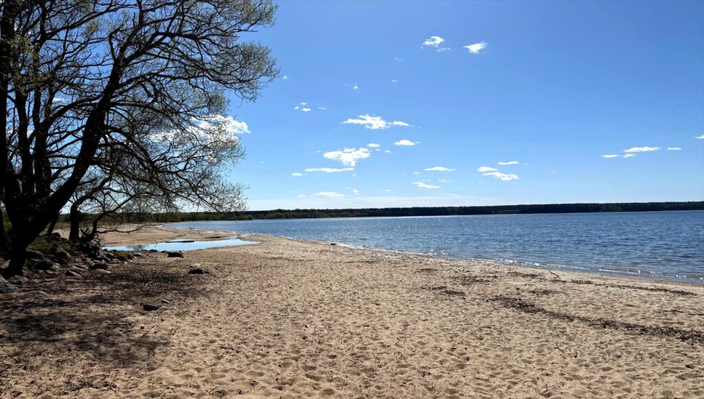 Öde sandstrand intill glittrande blått vatten under en klarblå himmel med stora träd i förgrunden