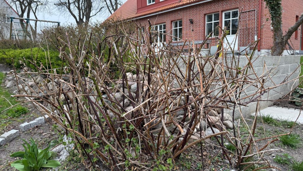 Närbild på en buske med kala grenar framför ett rött tegelhus och en stenmur.