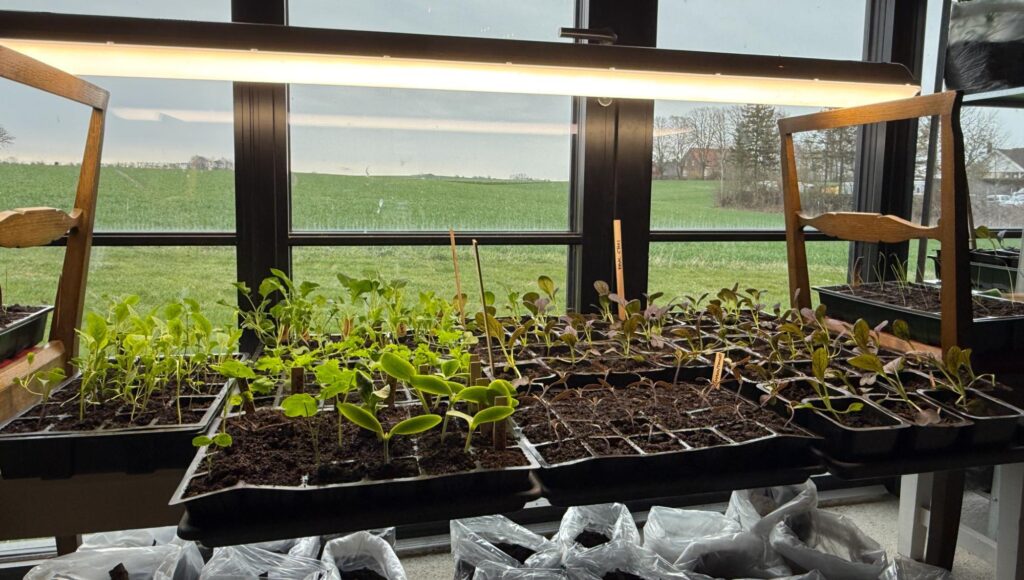 Små gröna plantor i odlingsbrättet under en lysrörslampa framför ett fönster mot ett grönt fält.