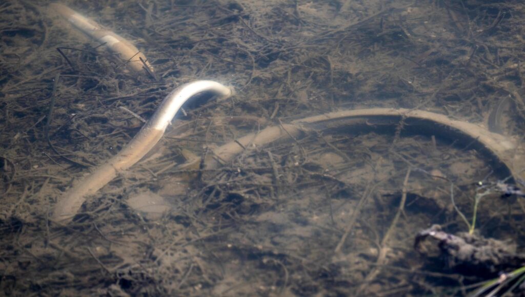 En död fisk ligger på botten av grumligt vatten fyllt med sediment och växtdelar.
