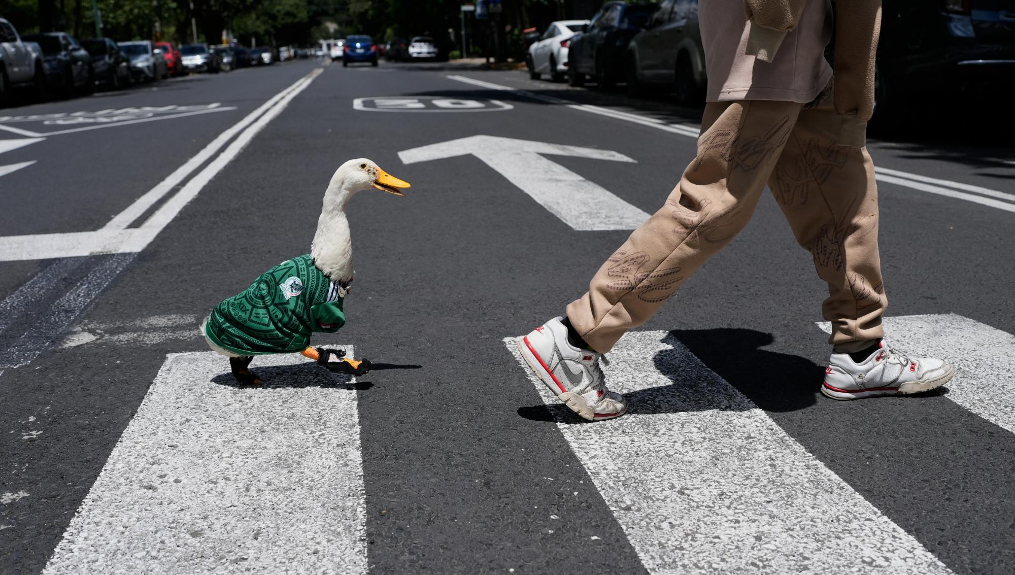 Ankan Merlin, som fungerar som maskot för det mexikanska landslaget under fotbolls-VM, korsar en gata i Mexico City. Foto: Marco Ugarte/TT