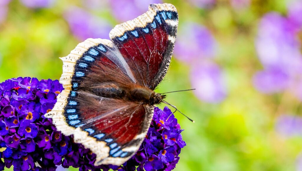 En sorgmantelfjäril med mörkröda vingar och blå fläckar vilar på en lila syrenblomma.